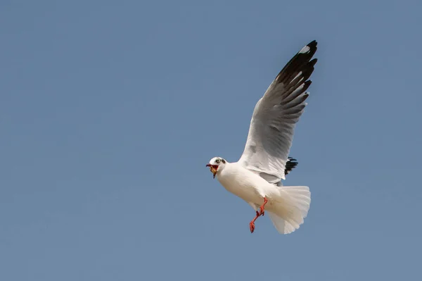 Чайки Літають Красивому Блакитному Небі Деякі Ганяються Їжею Яка Харчується — стокове фото