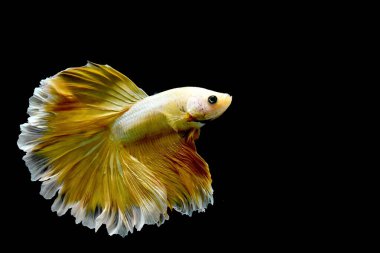 Beta balığı yarım ay, kruvazör, yarım ay plakası, dumbo HM ve Tayland 'dan farklı renk ve stillerde izleme kuyruğu, izole edilmiş siyah arka planda Siyam dövüşen balığı..