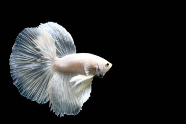 Beta balığı yarım ay, kruvazör, yarım ay plakası, dumbo HM ve Tayland 'dan farklı renk ve stillerde izleme kuyruğu, izole edilmiş siyah arka planda Siyam dövüşen balığı..