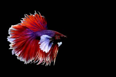 Beta balığı yarım ay, kruvazör, yarım ay plakası, dumbo HM ve Tayland 'dan farklı renk ve stillerde izleme kuyruğu, izole edilmiş siyah arka planda Siyam dövüşen balığı..