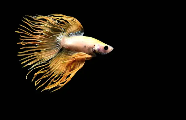 태국에서 패턴과 스타일 시아마 물고기 검은색 배경에 물고기 크라운 플라카트 — 스톡 사진