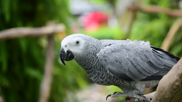 African Grey Parrot Psittacus Erithacus Zwolnionym Klipie — Wideo stockowe