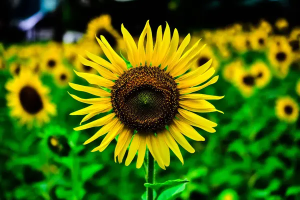 Krásné Slunečnice Kvetou Parku Během Dne Čas Rozmazané Pozadí — Stock fotografie