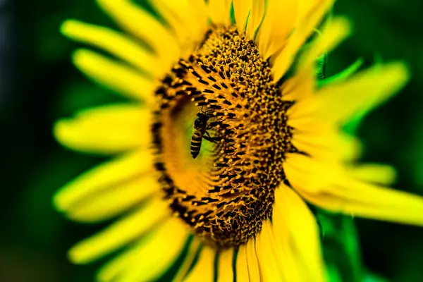 Beautiful Sunflowers Blossom Park Day Time Blur Background — Stock Photo, Image
