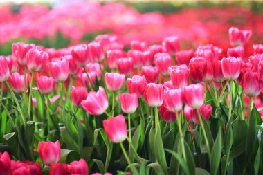 Güzel laleler kırmızı, beyaz, pembe ve güzel arka planda çiçek açar. Duvara asılmak ya da çevrimdışı ya da herhangi bir reklam için iyi..