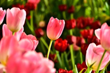 Güzel laleler kırmızı, beyaz, pembe ve güzel arka planda çiçek açar. Duvara asılmak ya da çevrimdışı ya da herhangi bir reklam için iyi..