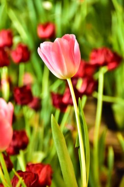 Güzel laleler kırmızı, beyaz, pembe ve güzel arka planda çiçek açar. Duvara asılmak ya da çevrimdışı ya da herhangi bir reklam için iyi..