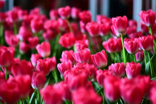 Belle Fleur Tulipes Rouge Blanc Rose Sur Champ Isolé Joli — Photo
