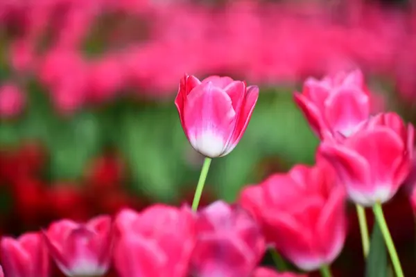 Hermosa Flor Tulipanes Rojo Blanco Rosa Campo Aislado Fondo Agradable —  Fotos de Stock