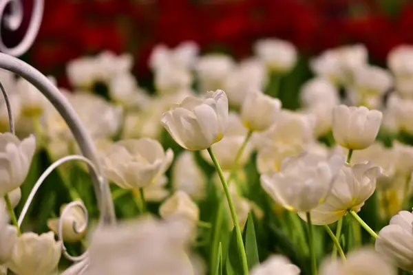 Piękne Tulipany Kwiat Kolorze Czerwonym Białym Różowym Odizolowanym Polu Ładne — Zdjęcie stockowe
