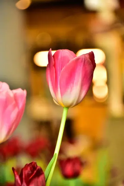Красивые Тюльпаны Цветок Красном Белом Розовый Изолированном Поле Хороший Фон — стоковое фото