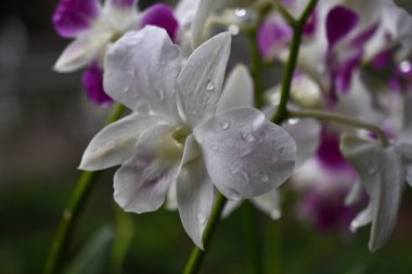 Tayland Orkide çiçekleri, yeşil doğal bulanık arka planda beyaz, sarı, mor veya açık lavanta çeşitleri