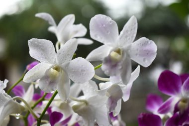 Tayland Orkide çiçekleri, yeşil doğal bulanık arka planda beyaz, sarı, mor veya açık lavanta çeşitleri