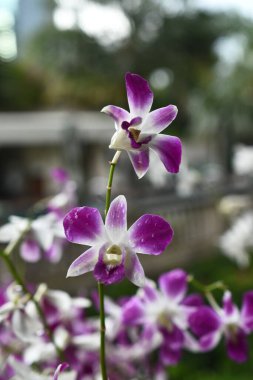 Tayland Orkide çiçekleri, yeşil doğal bulanık arka planda beyaz, sarı, mor veya açık lavanta çeşitleri