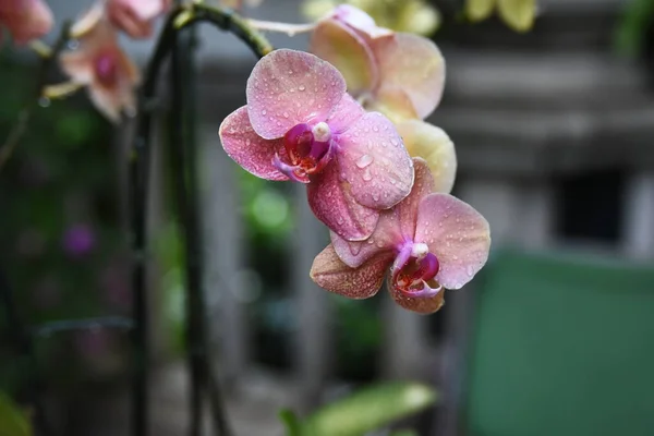 Тайские Орхидеи Цветы Разновидности Белой Желтой Фиолетовой Светлой Лаванде Изолированных — стоковое фото