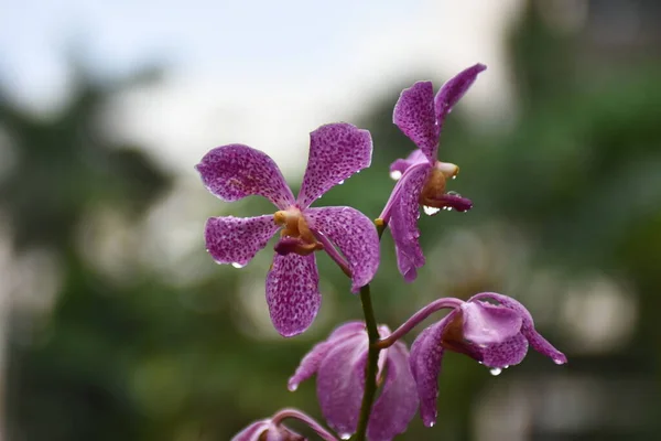 Fleurs Orchidée Thaïlandaise Variétés Blanc Jaune Violet Lavande Claire Sur — Photo