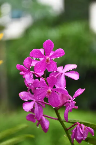 Flores Orquídea Tailandesa Variedades Blanco Amarillo Púrpura Lavanda Clara Sobre — Foto de Stock