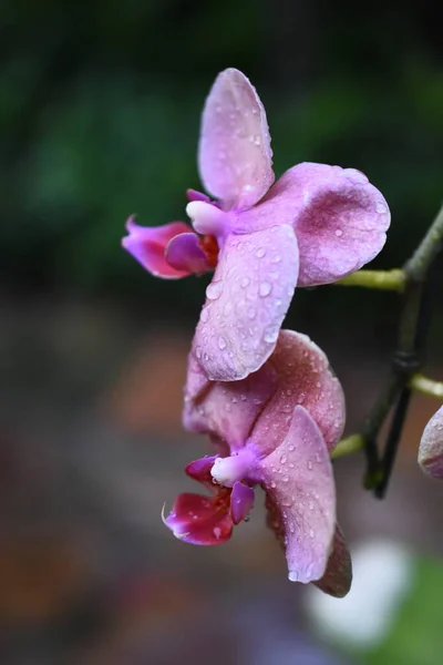 Tayland Orkide Çiçekleri Yeşil Doğal Bulanık Arka Planda Beyaz Sarı — Stok fotoğraf