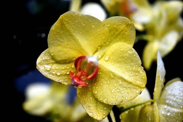 Varietà Thai Orchidea Fiori Lavanda Bianca Gialla Viola Chiara Fondo — Foto Stock