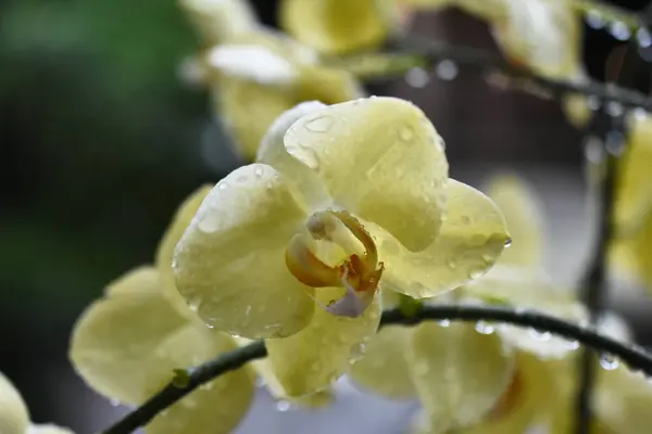 Tayland Orkide Çiçekleri Yeşil Doğal Bulanık Arka Planda Beyaz Sarı — Stok fotoğraf