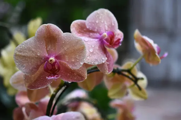Tajska Orchidea Kwiaty Odmiany Kolorze Białym Żółtym Fioletowym Lub Lekkim — Zdjęcie stockowe