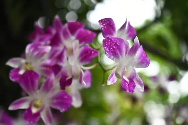 Тайские Орхидеи Цветы Разновидности Белой Желтой Фиолетовой Светлой Лаванде Изолированных — стоковое фото