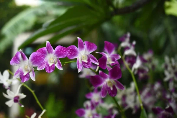 Thai Orchid Flores Variedades Branco Amarelo Roxo Lavanda Leve Isolado — Fotografia de Stock