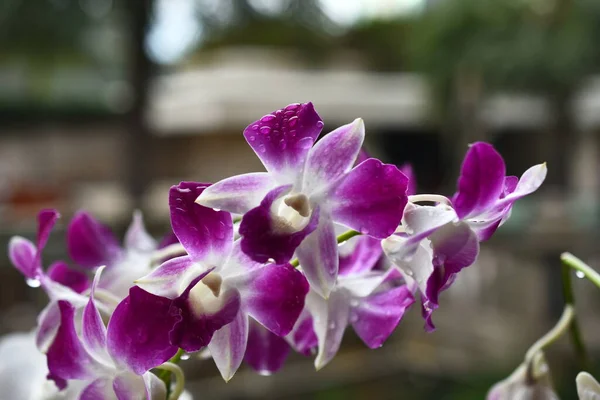 Тайська Орхідея Сорти Квітів Білому Жовтому Фіолетовому Або Світлому Лаванді — стокове фото