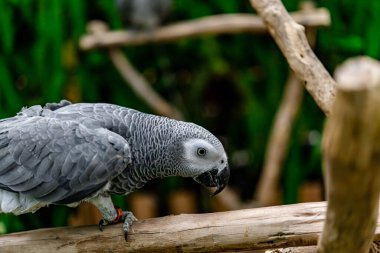 Afrika Gri Papağanı veya Psittacus Erithacus park alanındaki ağaçların üzerinde duruyor.