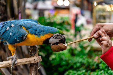Mavi ve sarı renkli papağan, gösteri için tahtada duruyor..