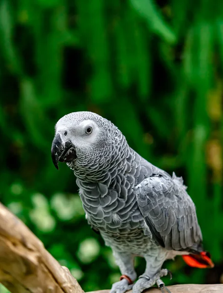 African Grey Papuga Lub Psittacus Erithacus Stojący Drewnie Parku Pokaz — Zdjęcie stockowe