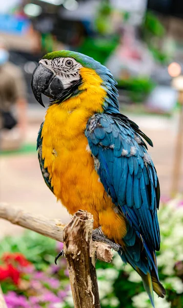 Папуга Макаве Синьо Жовтому Кольорі Стоїть Дереві Показу — стокове фото