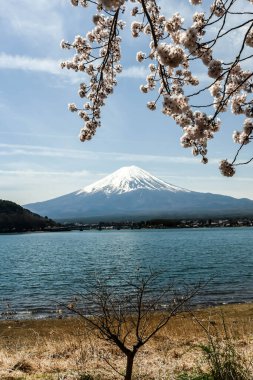 Tokyo, Japonya 'da o zamanlar kiraz çiçekleri açan Kawagichiko Gölü' ndeki Fuji Dağı 'nın güzel manzarası.