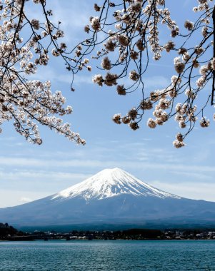 Tokyo, Japonya 'da o zamanlar kiraz çiçekleri açan Kawagichiko Gölü' ndeki Fuji Dağı 'nın güzel manzarası.