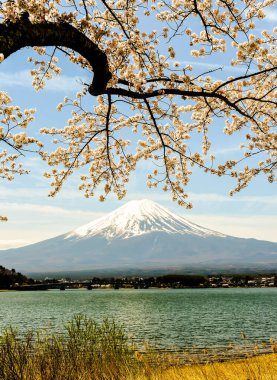 Tokyo, Japonya 'da o zamanlar kiraz çiçekleri açan Kawagichiko Gölü' ndeki Fuji Dağı 'nın güzel manzarası.