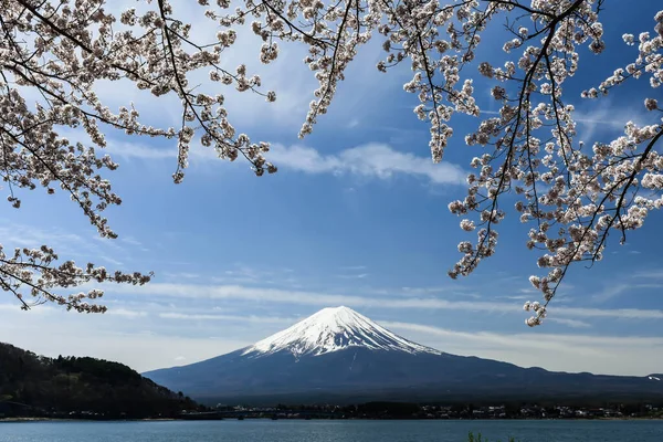 Tokyo, Japonya 'da o zamanlar kiraz çiçekleri açan Kawagichiko Gölü' ndeki Fuji Dağı 'nın güzel manzarası.