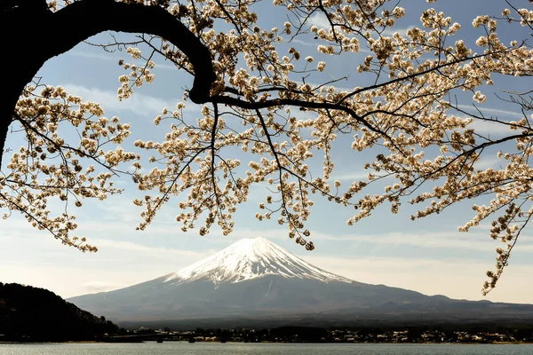 Tokyo, Japonya 'da o zamanlar kiraz çiçekleri açan Kawagichiko Gölü' ndeki Fuji Dağı 'nın güzel manzarası.