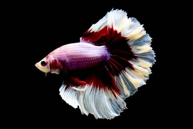 Beta balığı süslü mor kelebek kuyruğu Tayland 'dan yarım ay, Siyam dövüş balığı Kara Arkaplan' da izole edilmiş