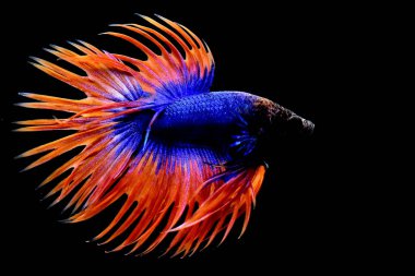 Beta balığı Tayland 'dan portakal mavisi Crowntail, Siyam dövüş balığı Kara Arka plan' da izole edilmiş