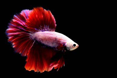 Beta balığı Tayland 'dan kırmızı pembe yarım ay, Siyam dövüş balığı Kara Arka plan' da izole edilmiş