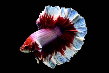 Beta balığı fantezi pembe kelebek kuyruğu Tayland 'dan yarım ay, Siyam dövüş balığı Kara Arka plan' da izole edilmiş