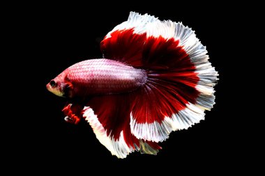 Beta balığı Tayland 'dan yarım ay kırmızı kelebek, Siyam balığı ile savaşıyor Kara Arka plan' da izole edilmiş