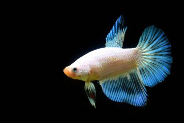 Beta balığı Tayland 'dan gelen beyaz mavi neon ışıltısını sever. Siyam dövüşen balığı Kara Arka plan' da izole edilmiş.