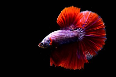 Beta balığı Tayland 'dan kırmızı semender yarım ay, Siyam dövüş balığı Kara Arka plan' da izole edilmiş