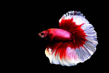 Tayland 'dan yarım ay boyunca beta balığı fantezi kırmızı kelebek, Siyam dövüş balığı Kara Arka plan izole
