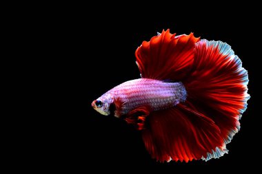 Beta balığı Tayland 'dan beyaz lavantalı yarım ay balığı, Siyam dövüş balığı Kara Arkaplan' da izole edilmiş