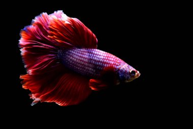 Beta balığı Tayland 'dan kırmızı semender yarım ay, Siyam dövüş balığı Kara Arka plan' da izole edilmiş