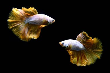 Beta balığı Tayland 'dan yarım ay süren sarı hardal gazı, Siyam balığı Kara Arkaplan' da izole bir şekilde savaşıyor.