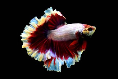 Beta balığı süslü mor kelebek kuyruğu Tayland 'dan yarım ay, Siyam dövüş balığı Kara Arkaplan' da izole edilmiş