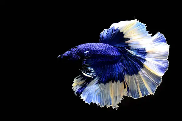 Betta fish fancy blue butterfly rose tail halfmoon from Thailand, Siamese fighting fish on isolated in Black Background